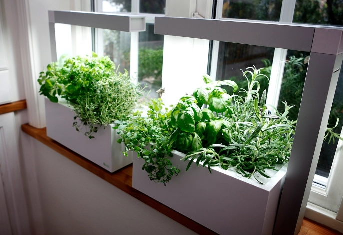 growing herbs indoors