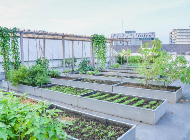 rooftop gardening guide