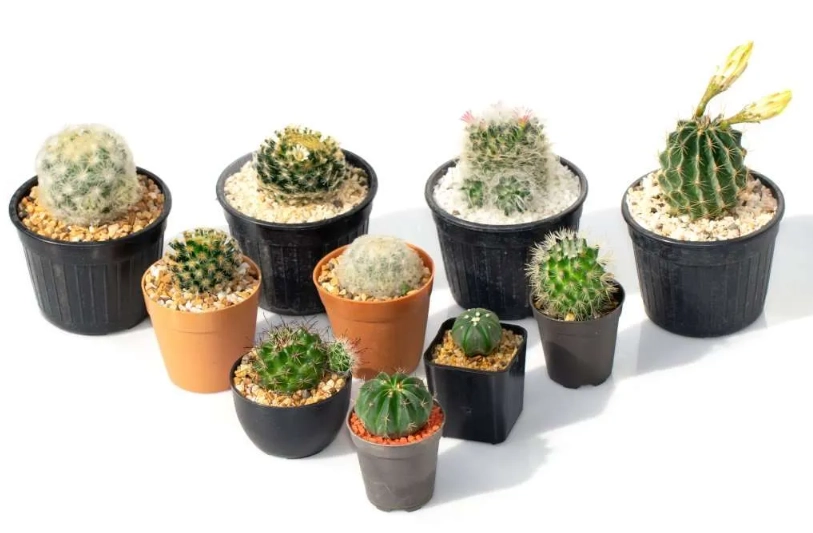 how to care for a cactus