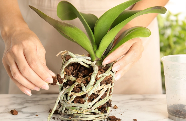 phalaenopsis orchid care