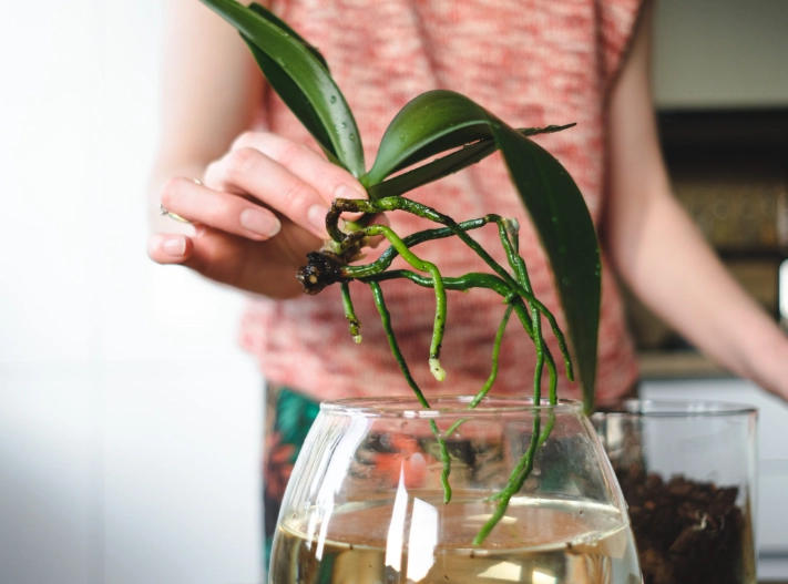 how to care for orchids