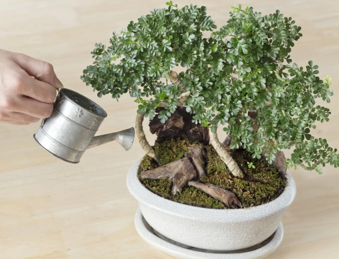 bonsai tree care