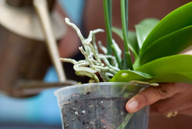 phalaenopsis orchid care