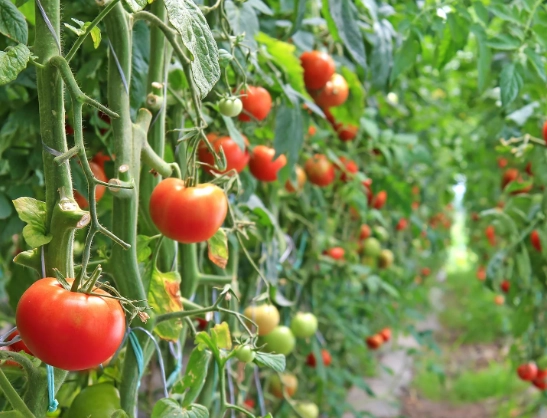 tomato plant care tomato plant care