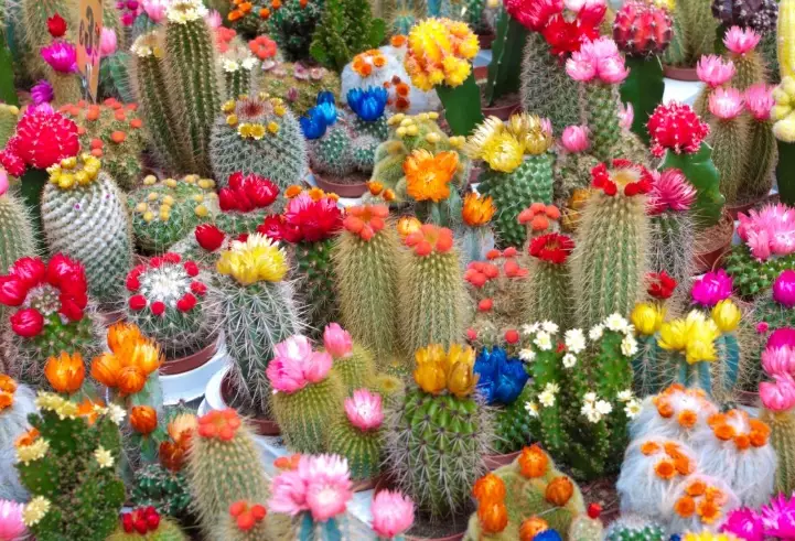 how to care for a cactus