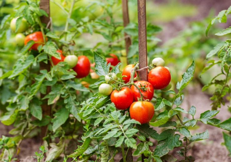 how to grow tomatoes how to grow tomatoes