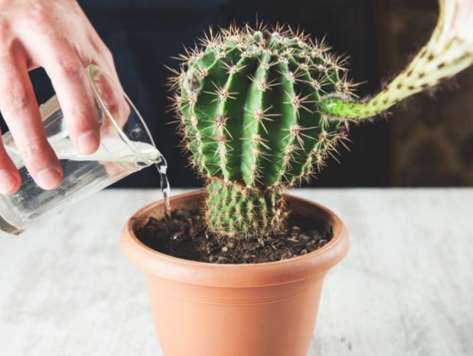 cactus care