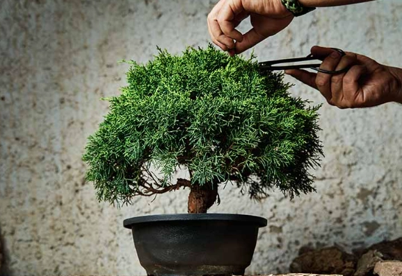 how to care for a bonsai tree