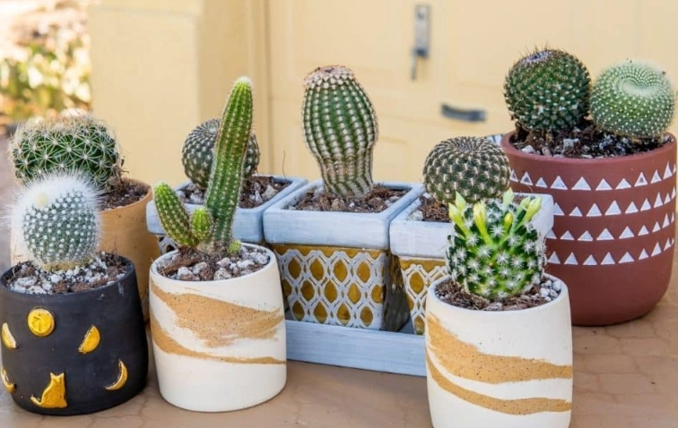 cactus watering guide
