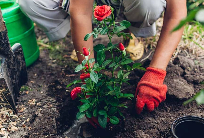 how to grow roses