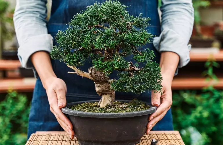 how to care for a bonsai tree