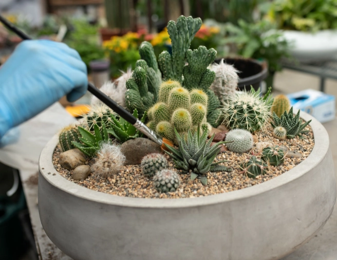 cactus watering guide