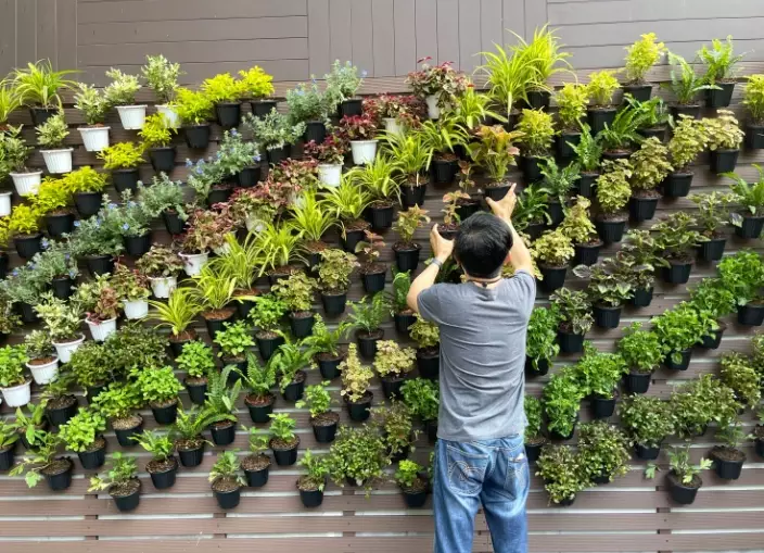 vertical gardening for beginners