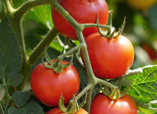 tomato plant care tomato plant care