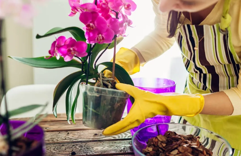 orchid care for beginners