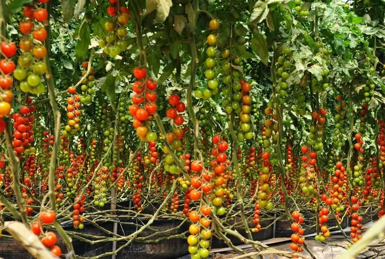 tomato plant care tomato plant care