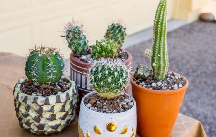 cactus watering guide