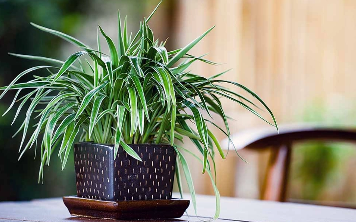 how to water indoor plants how to water indoor plants