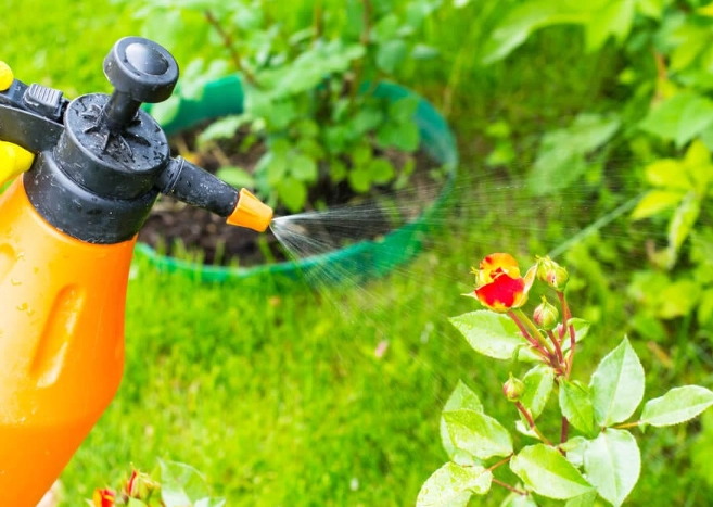 natural pest control for plants