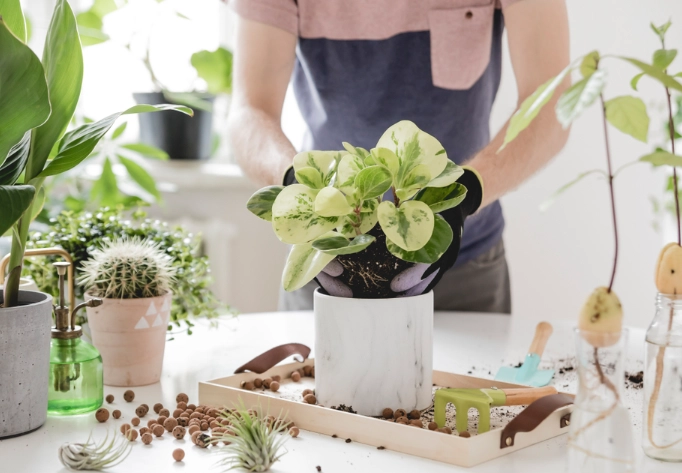 indoor plant care tips indoor plant care tips
