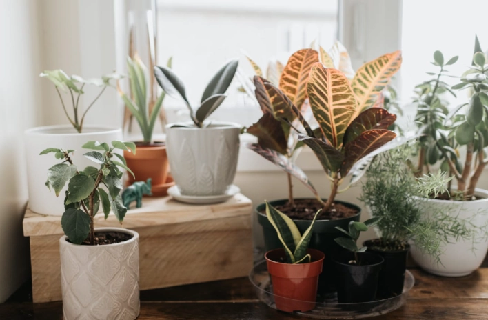 indoor plant care tips indoor plant care tips