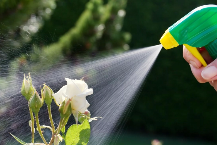 natural pest control for plants