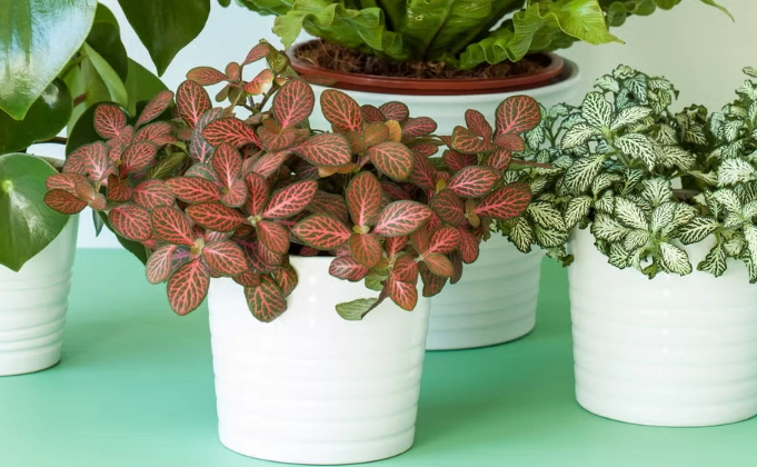 indoor plant care tips indoor plant care tips