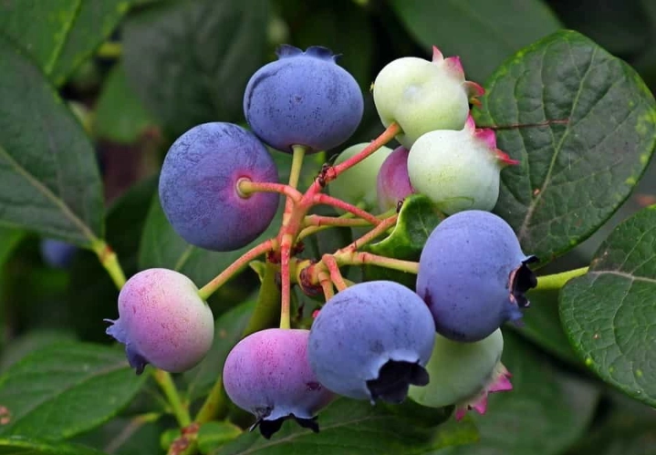 blueberry fertilizer blueberry fertilizer