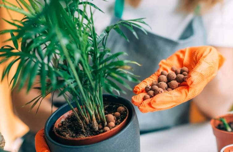 low light indoor plants low light indoor plants