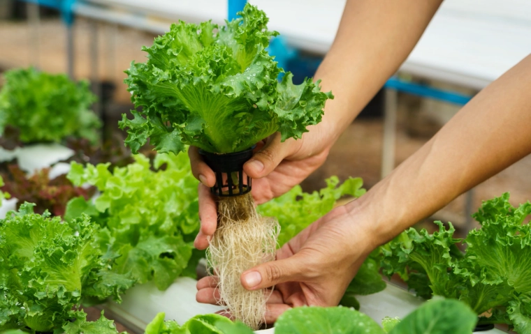 how to start hydroponic gardening how to start hydroponic gardening