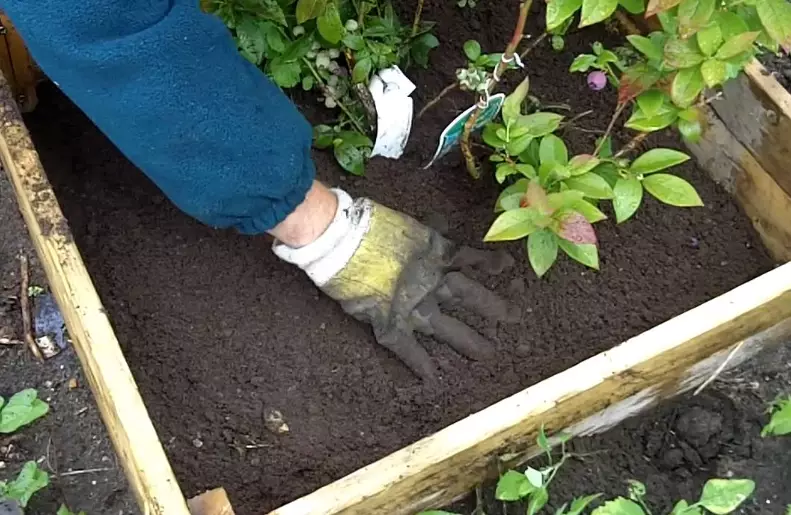 blueberry fertilizer blueberry fertilizer