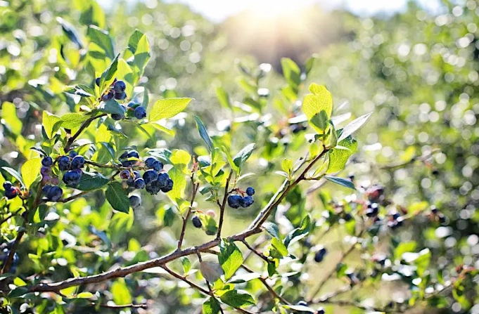 acidic compost acidic compost