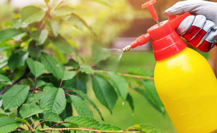 how to get rid of aphids