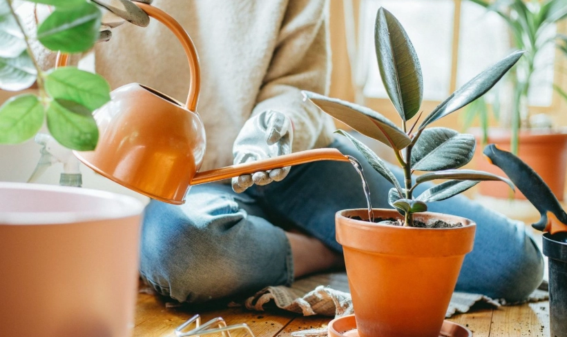 low light indoor plants low light indoor plants
