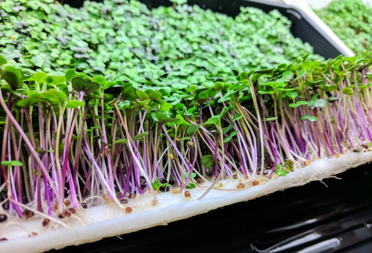 grow microgreens at home