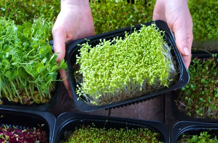 microgreens vs sprouts