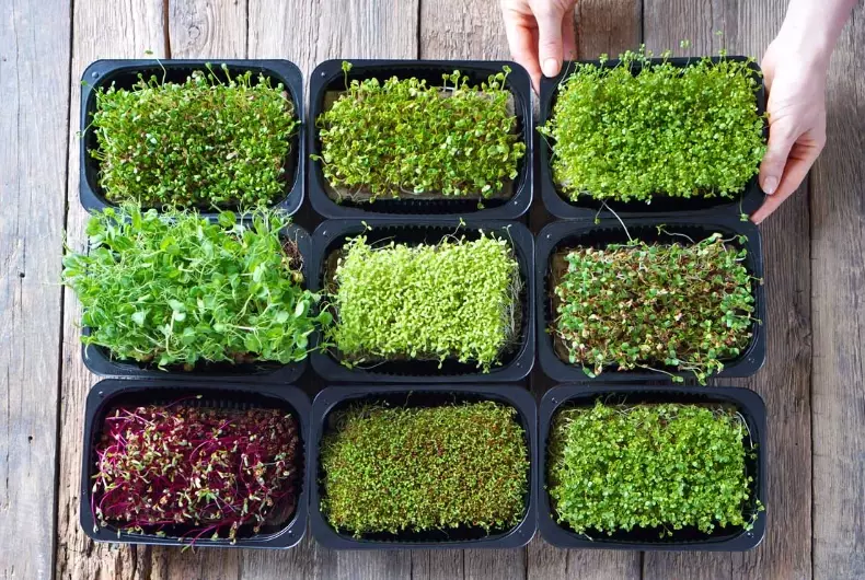microgreens growing kit
