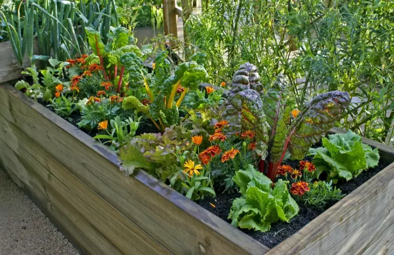 best plants for containers