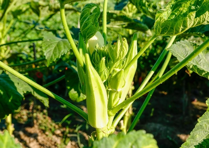 okra fertilizer