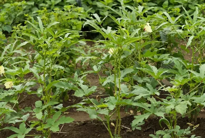 best fertilizer for okra