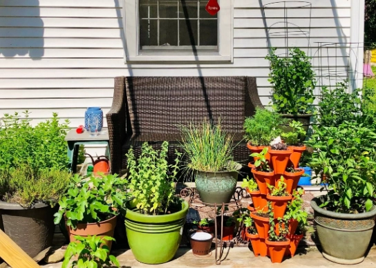 container gardening for beginners