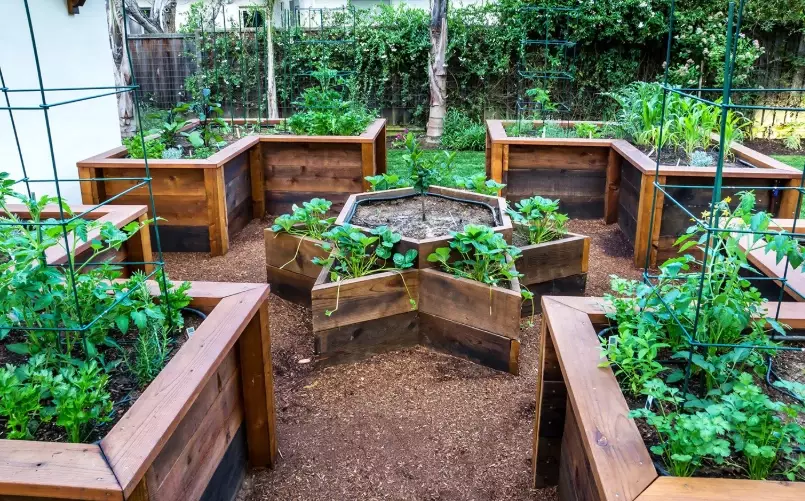 best plants for raised beds