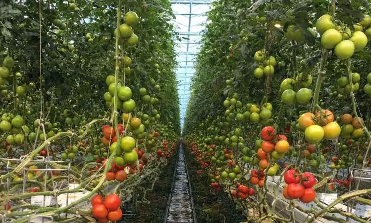 tomato plant support tomato plant support