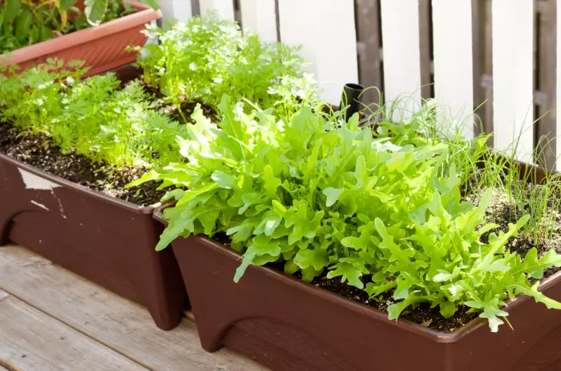 container gardening ideas