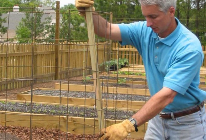 tomato plant support tomato plant support