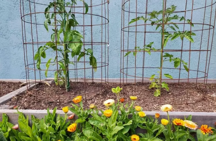 tomato trellis system tomato trellis system