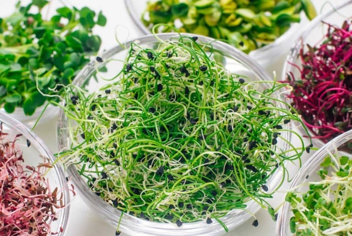 microgreens vs sprouts