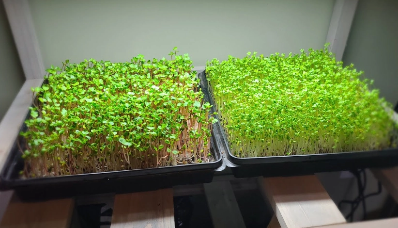 grow microgreens at home