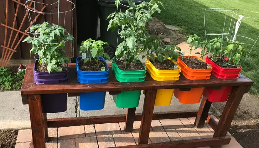 best plants for containers