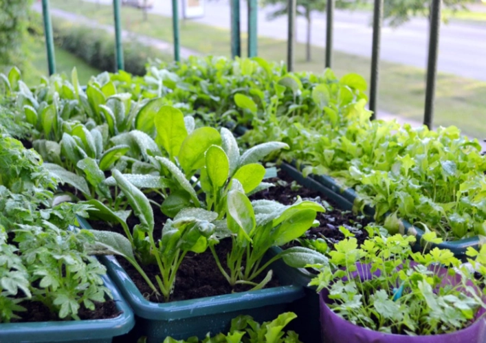container gardening for beginners